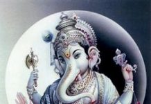 My Favorite Herbs and Some Uses Purple Hindu purple hindu