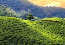 Luxury Resorts in Darjeeling – Bharat Taxi Luxury Resorts in Darjeeling