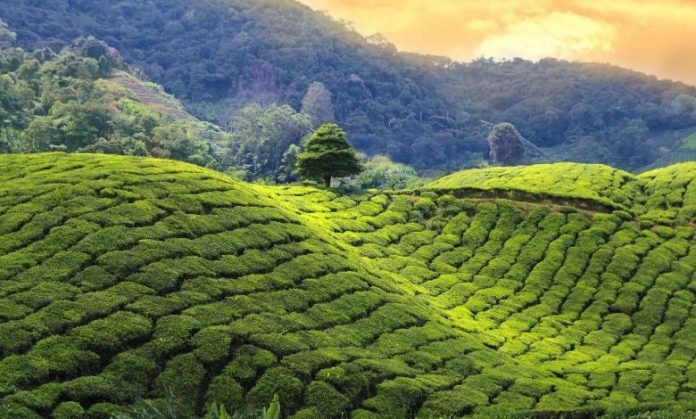 Luxury Resorts in Darjeeling Luxury Resorts in Darjeeling