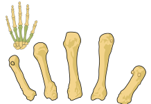 Top natural remedies of Arthritis