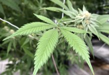 Professional Guide On Medical Marijuana in Washington DC How To Get Medical Marijuana in Washington DC