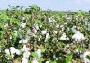 How to Grow Cotton In India – guidance for Beginners How to Grow Cotton In India - guidance for Beginners