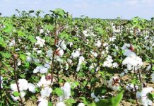 How to Grow Cotton In India - guidance for Beginners