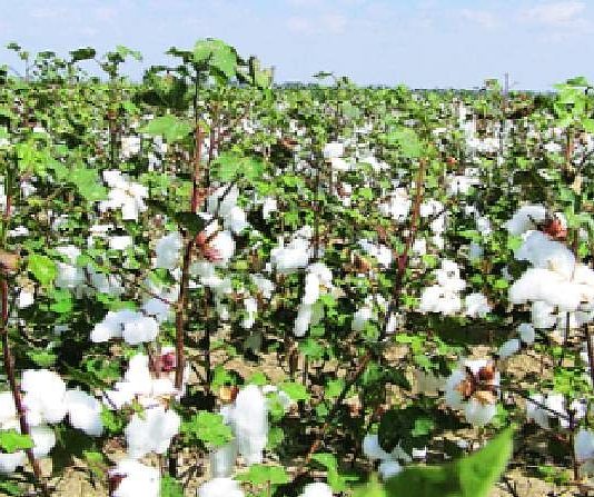 How to Grow Cotton In India - guidance for Beginners