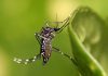 Simple Tips to Treat Mosquito Bites at Home Tips to Treat Mosquito Bites