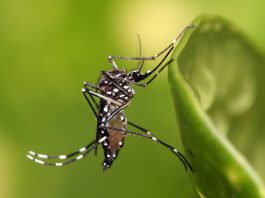 Tips to Treat Mosquito Bites