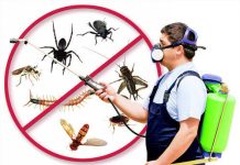 Termite pest control service in Delhi