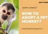 How to Successfully Adopt a Monkey? Happy monkeys