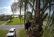 Palm Tree Trimming: The Definitive Guide Palm Tree Trimming