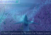 8 Best Experiences In Phoenix For Nature Lovers_00000 (1)