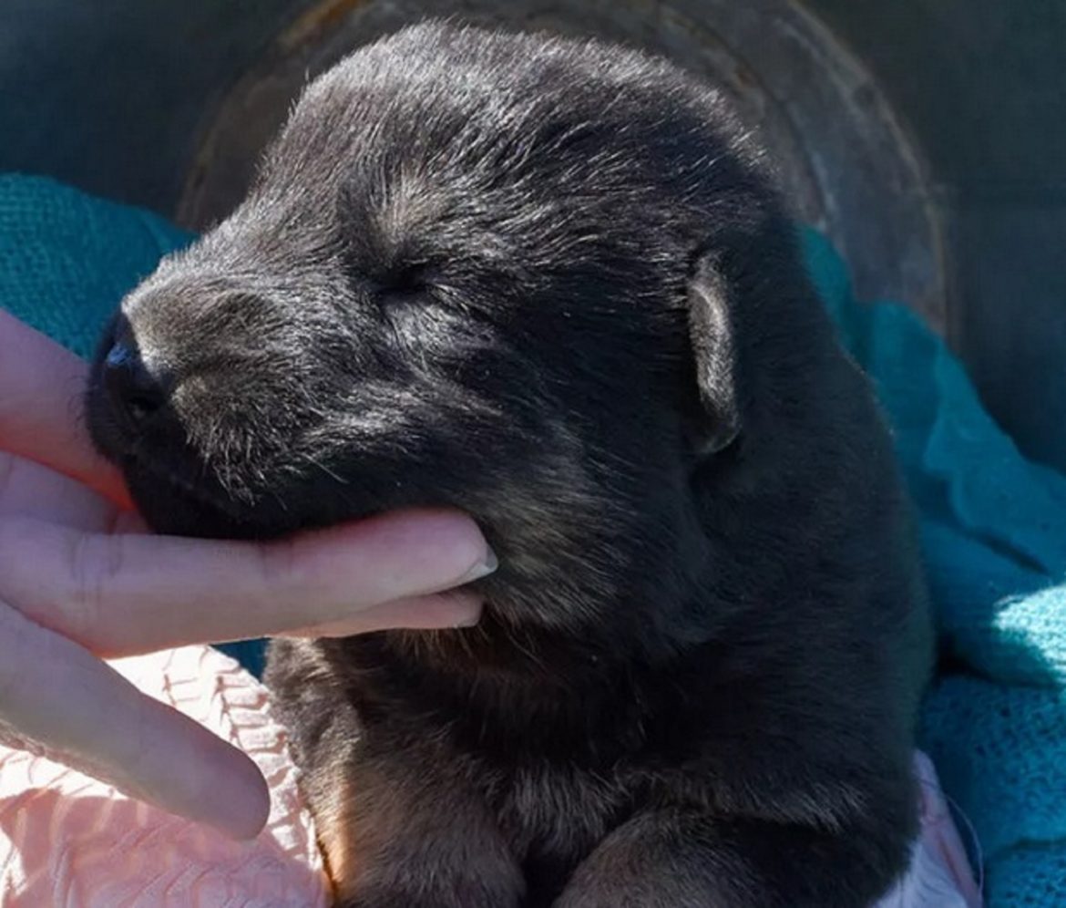 German Shepherd Puppies for Sale